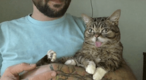 Using science and magic, Lil BUB Bridavsky will be virtually appearing at the Edmonton International Cat Fest with "dude"/dad Mike!
