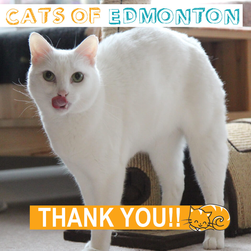 Cats of Edmonton Thank You!