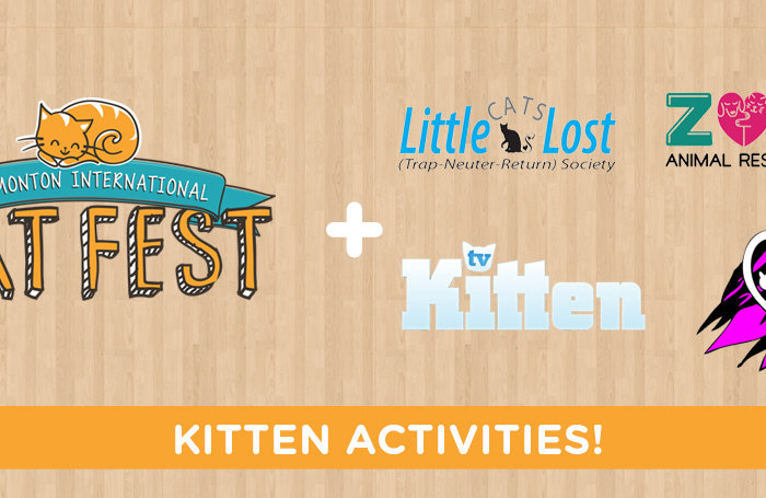 Kitten Activities Blog Banner