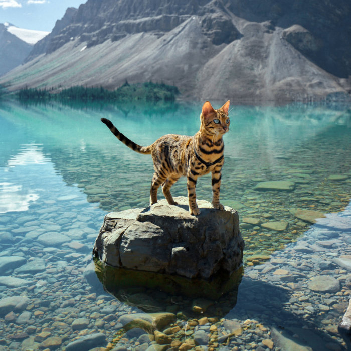 Suki Cat Bow Lake Explore Alberta