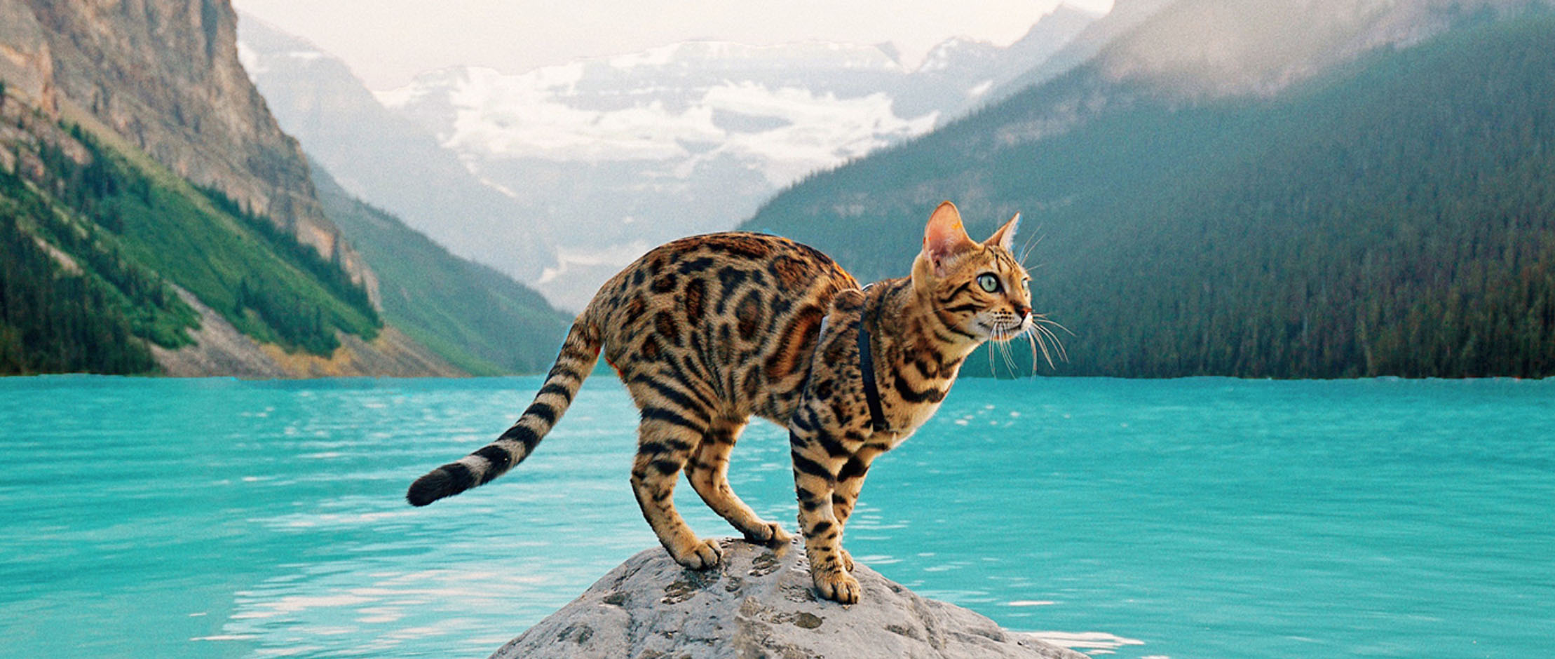 Come Meet The 2022 Celebrity Cat Guest Suki The Adventure.