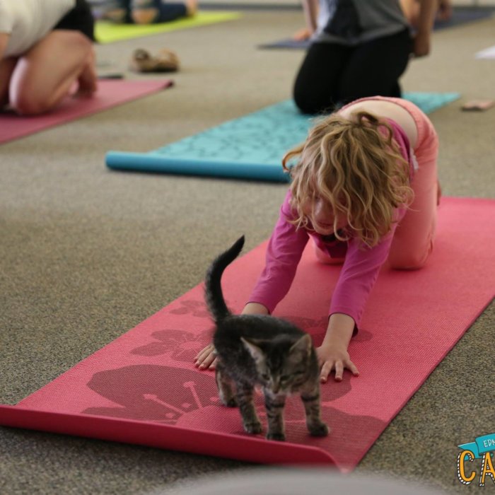 Edmonton Cat Yoga