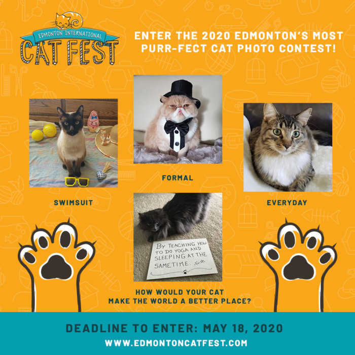 2020 Edmonton Cat Festival Photo Contest