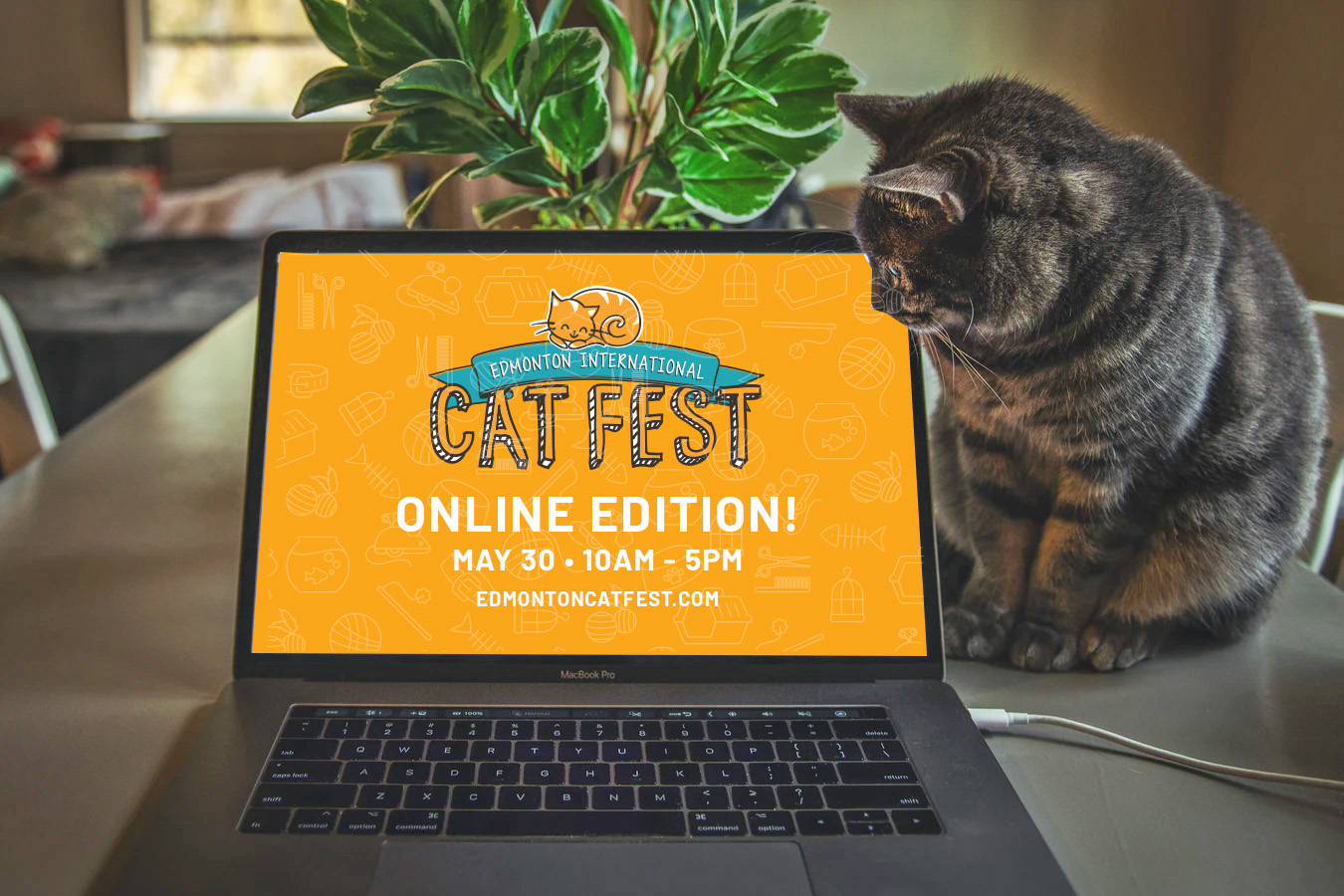 Tips for a Smooth Virtual Festival Experience Edmonton Cat Fest May 30