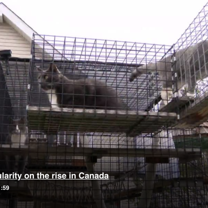 CBC Edmonton Catio popularity on the rise in Canada