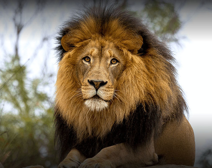 Big Cats of the San Diego Zoo