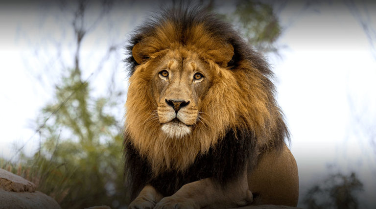 Big Cats of the San Diego Zoo