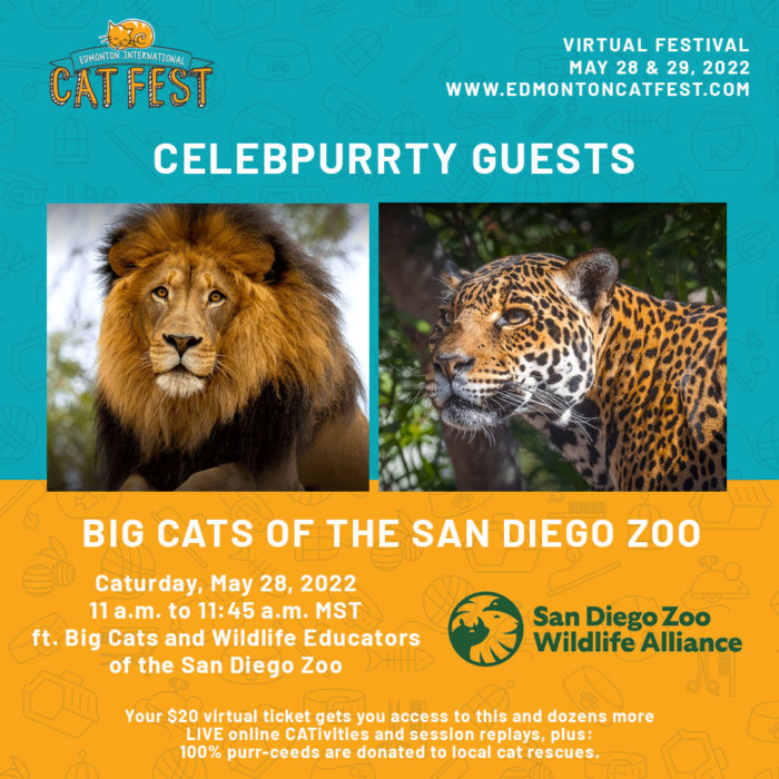 Cat Festival Celebpurrty Cat Guests San Diego Zoo Big Cats Wildlife Educators