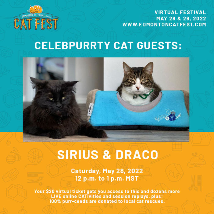 Edmonton Cat Festival Sirius Draco