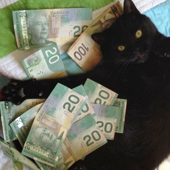 Rich Cat 2