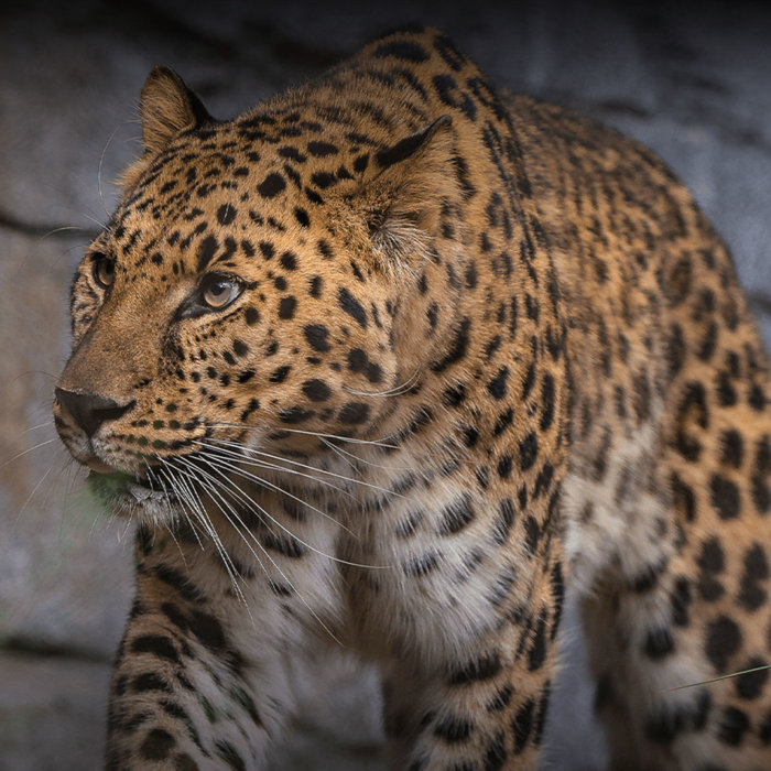San Diego Zoo 4 Leopard