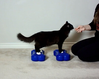 Sit Stay Squat Feline tricks and fitness