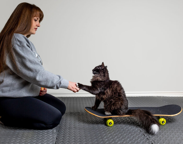 Virtual Intro to Feline Fitness Tricks 1