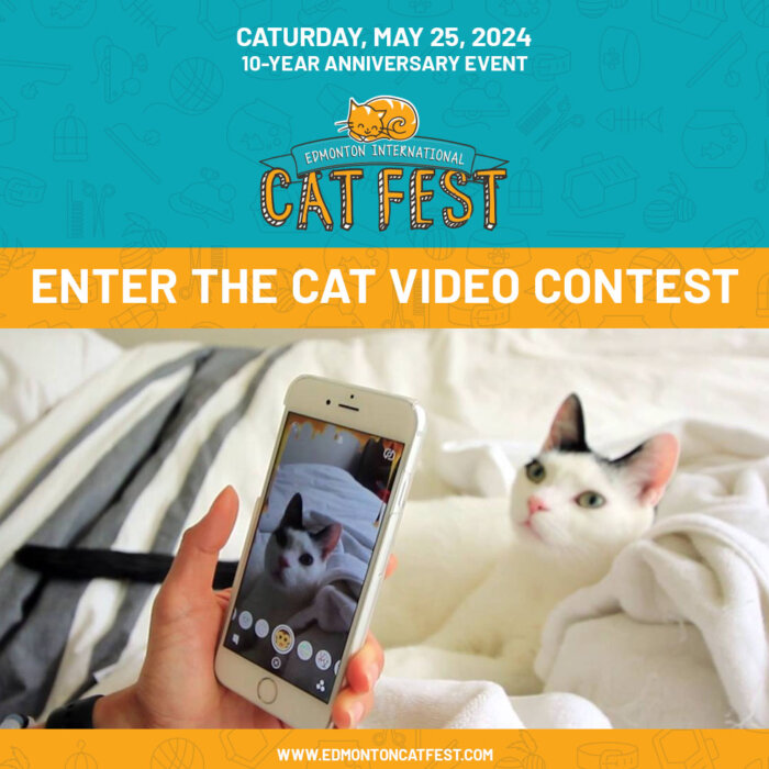 2024 Cat Video Contest
