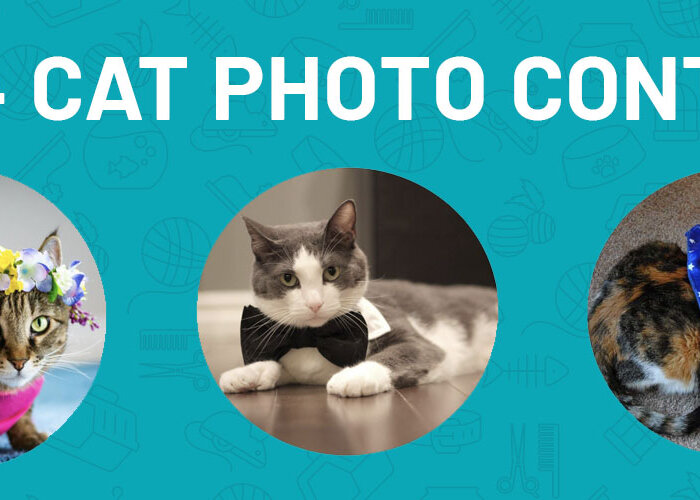 2024 Most Purrfect Cat Photo Contest Banner