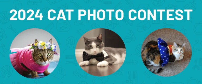 2024 Most Purrfect Cat Photo Contest Banner