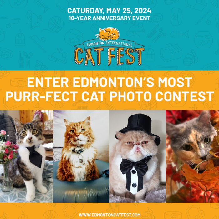 2024 Purrfect Cat Photo Contest