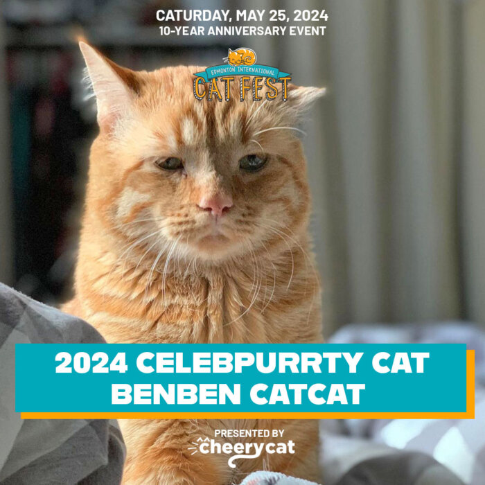 BenBen CatCat Edmonton Cat Festival Celebrity Cats Presented by Cheery Cat Co 01