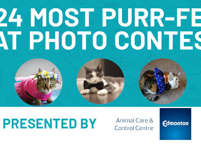 Cat Photo Contest Banner