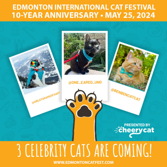 Great Grams of Gary BenBen CatCat One Eared Uno Celebrity Cat Guests Edmonton International Cat Festival