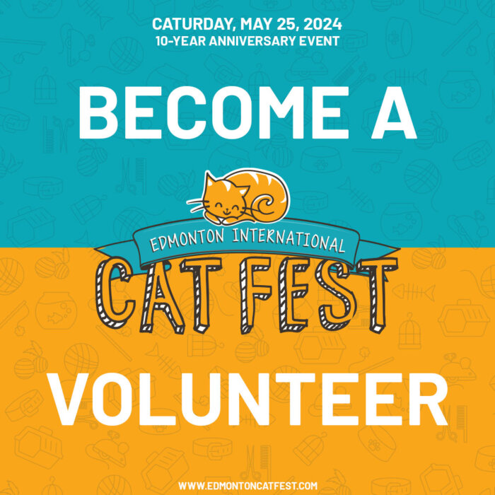 Volunteer for Cat Festival
