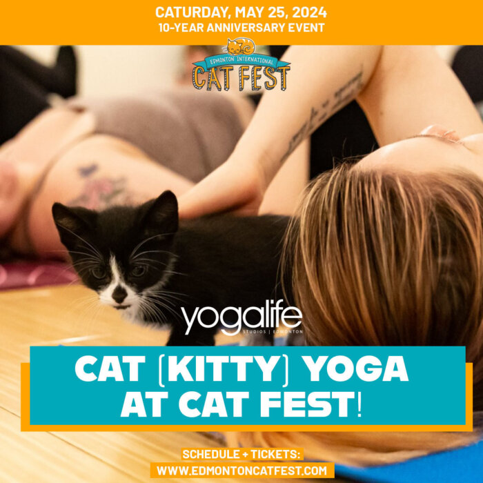 Cat Fest Yoga 2024 Graphic