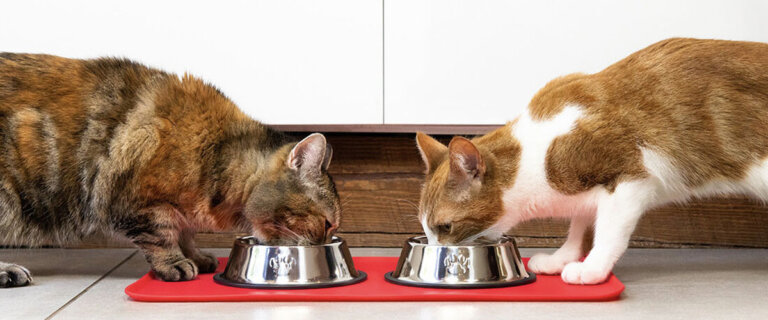 Cat Food Cooking Class Banner 2