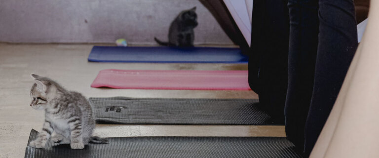 Cat Yoga Banner Website